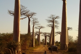 Baobaby na Madagaskar neodmyslitelně patří.